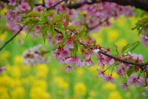 f:id:htym67:20100315170307j:image