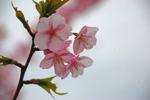 f:id:htym67:20100315170309j:image