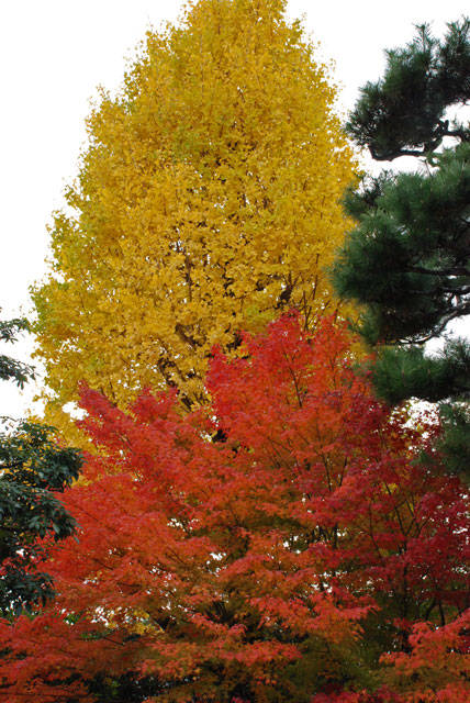 f:id:htym67:20101121215345j:image f:id:htym67:20101121215345j:image