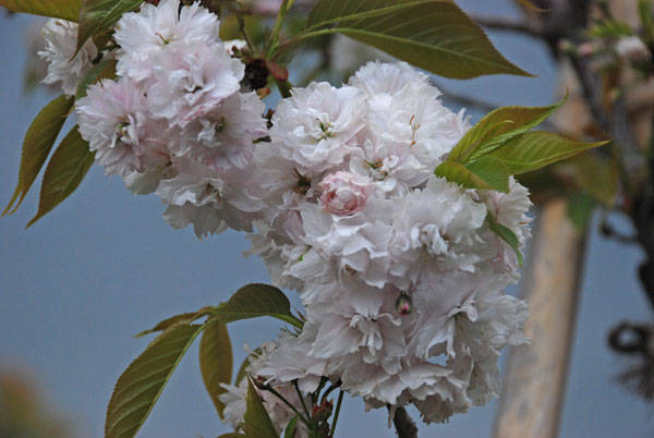 f:id:htym67:20110425230818j:image f:id:htym67:20110425230818j:image
