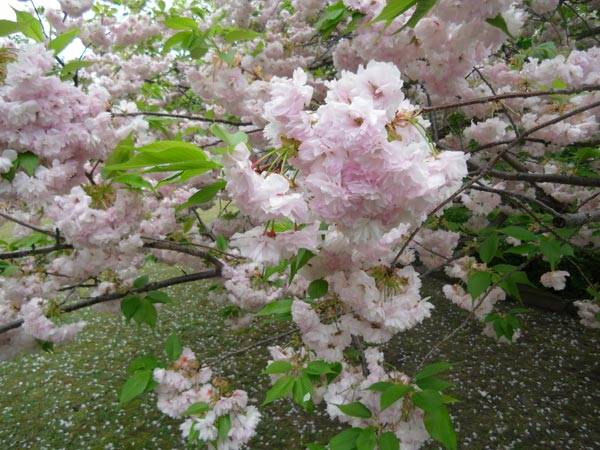 f:id:htym67:20120429153103j:image f:id:htym67:20120429153103j:image