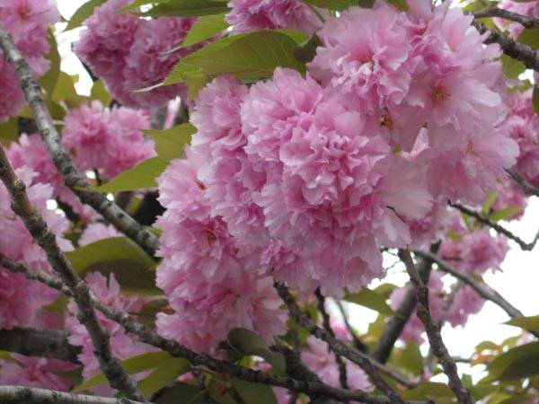 f:id:htym67:20120429153212j:image f:id:htym67:20120429153212j:image