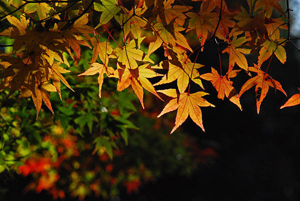 f:id:htym67:20121116221806j:image