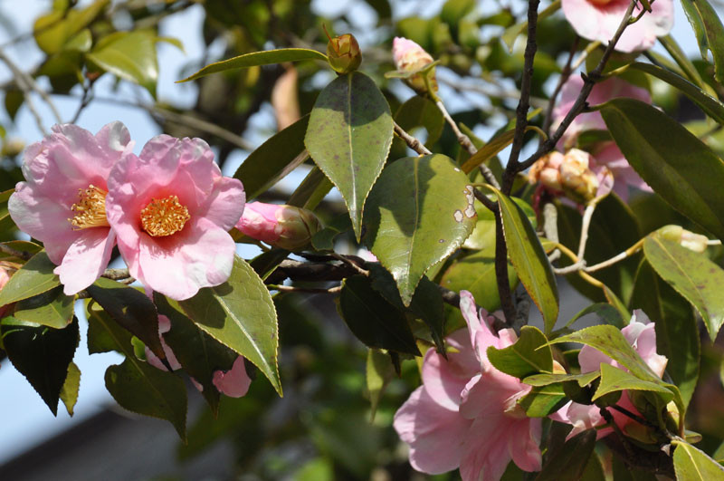 f:id:htym67:20180309151053j:image