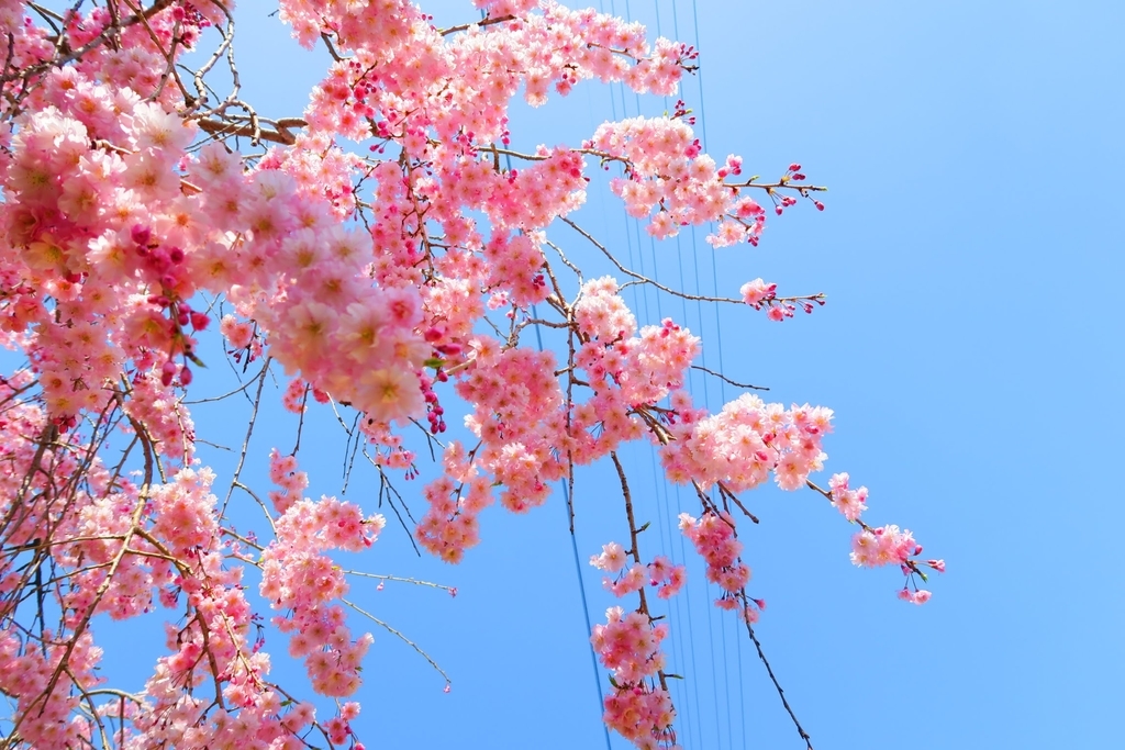 f:id:hu-maru:20190124141349j:plain