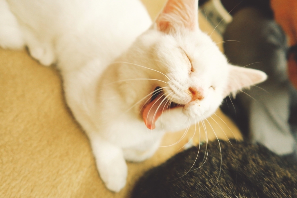 f:id:hu-maru:20190124141436j:plain