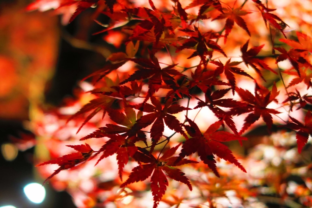 f:id:hu-maru:20190124141512j:plain