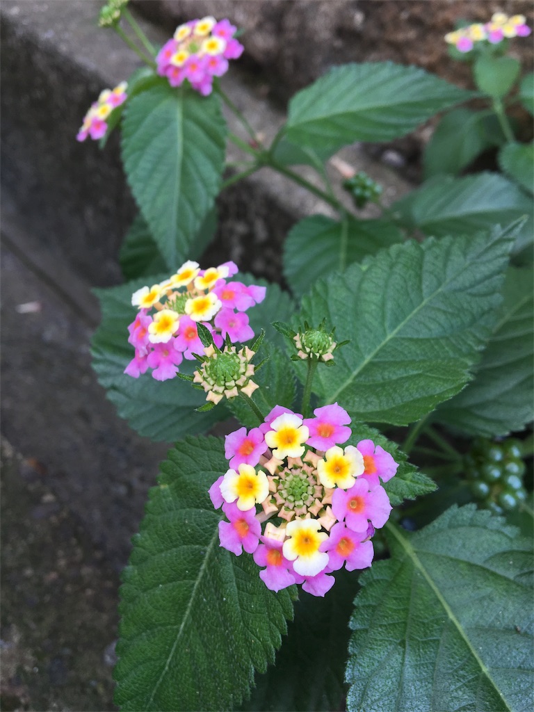 f:id:hugandsun:20180922110612j:image f:id:hugandsun:20180922110612j:image
