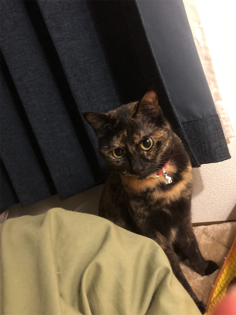 f:id:huginosk:20190321005608j:image f:id:huginosk:20190321005608j:image