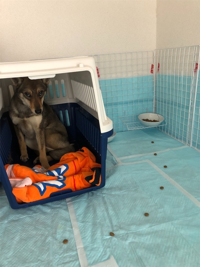 f:id:huginosk:20190330065420j:image f:id:huginosk:20190330065420j:image