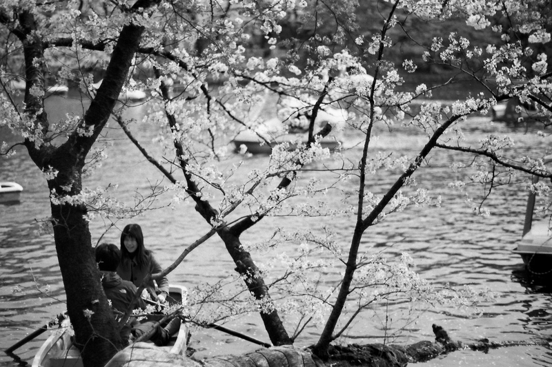 3/25(土)にVRChatの聖地でお花見しませんか？ - 旅するエルフのVRC紀行ブログ