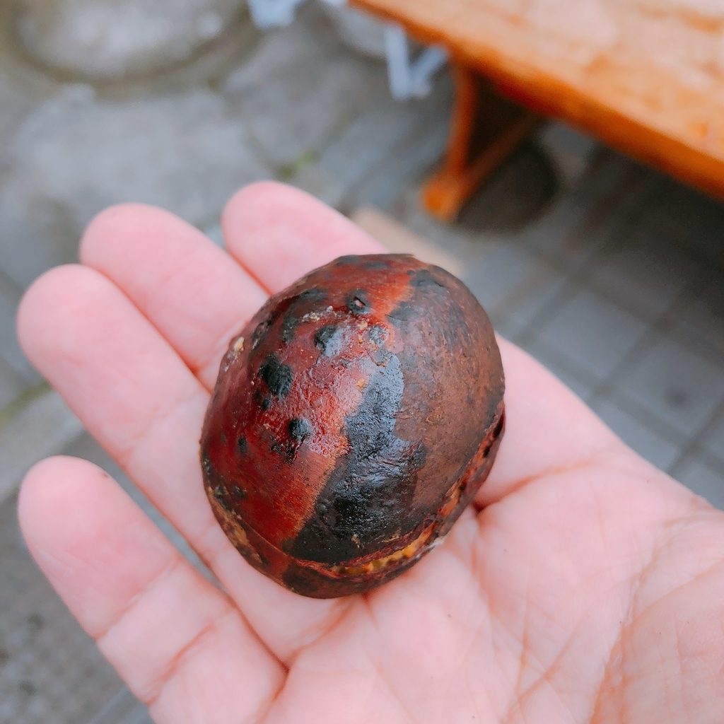 f:id:huji7:20181124232023j:plain