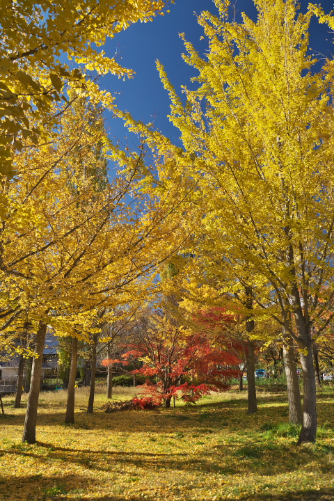 河口湖大池公園