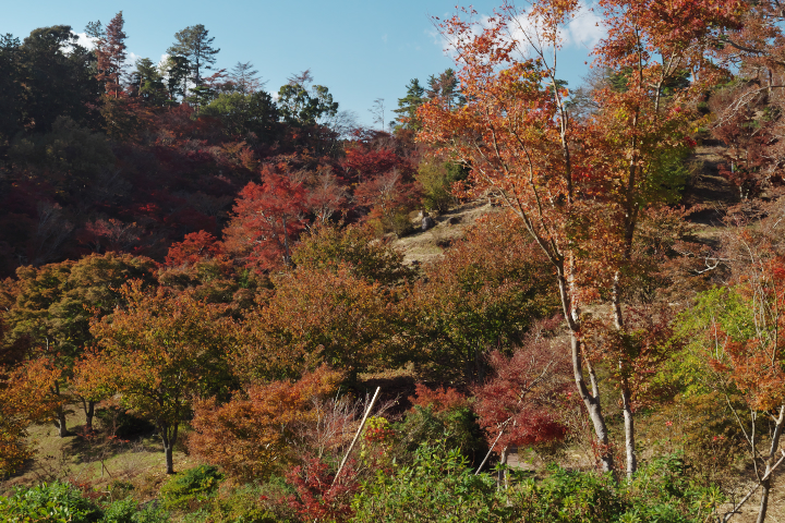 修善寺自然公園もみじ林の斜面