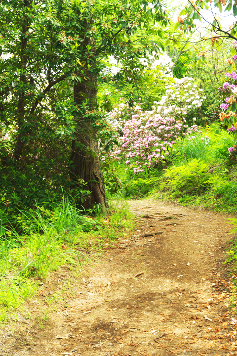 修善寺虹の郷　しゃくなげの森
