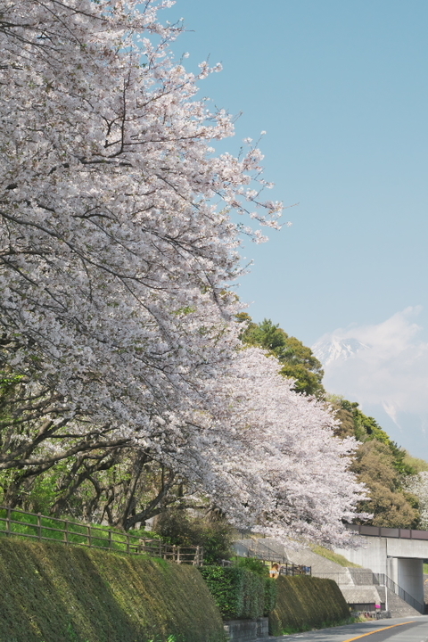 富士　用水路沿い