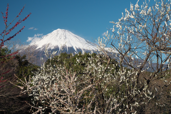 岩本山公園 梅と富士山