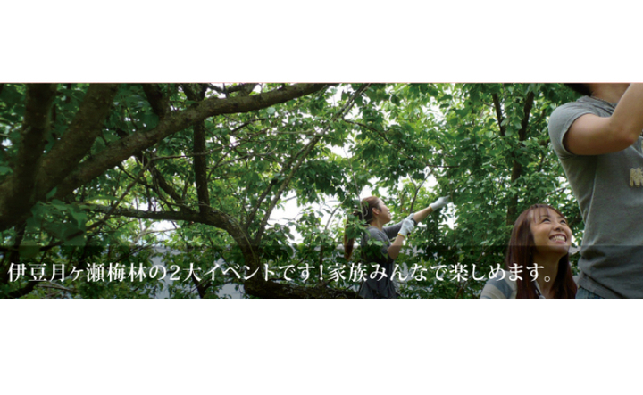 29日 土 から伊豆月ヶ瀬梅林の観光梅狩り開始予定 イベとぴ ふじ楽いず楽