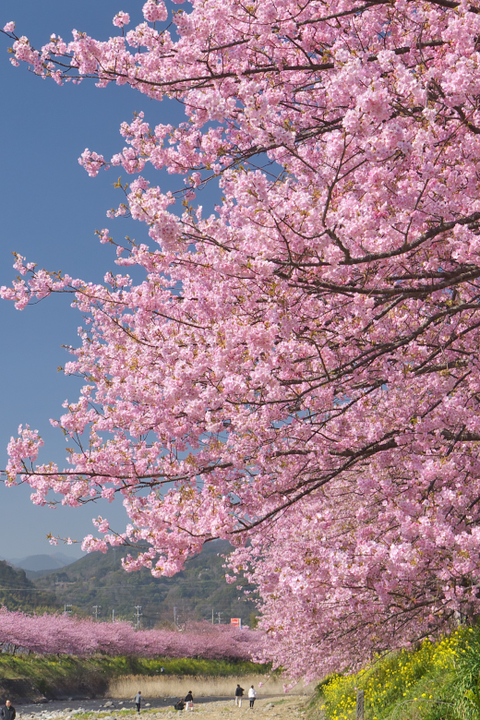 河津桜