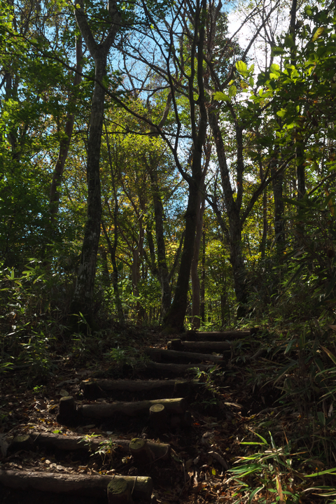 竜ヶ岳登山道　樹林地帯