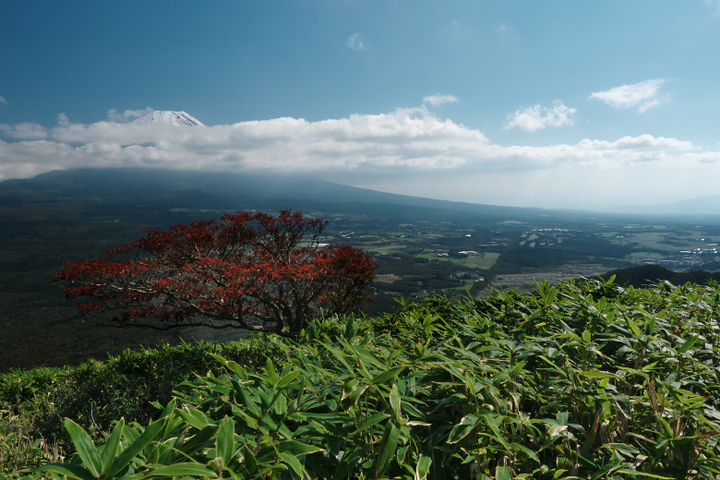 竜ヶ岳　帰路　笹原からの富士山