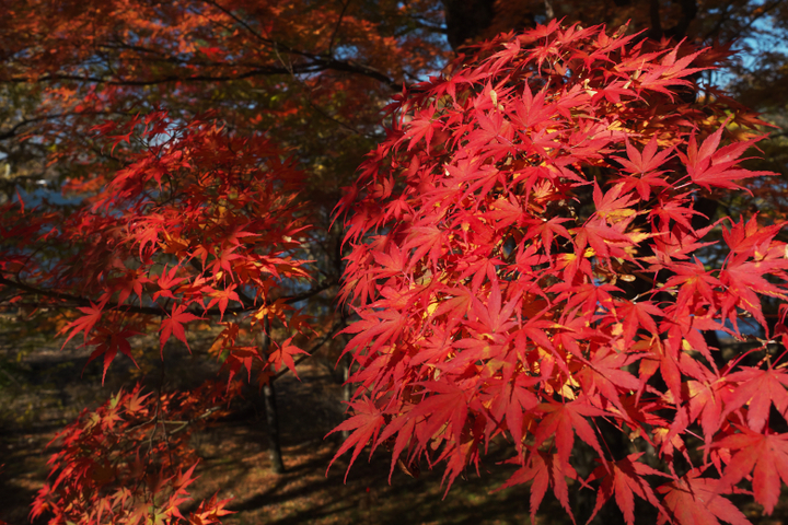 山中湖夕焼けの渚附近の紅葉2