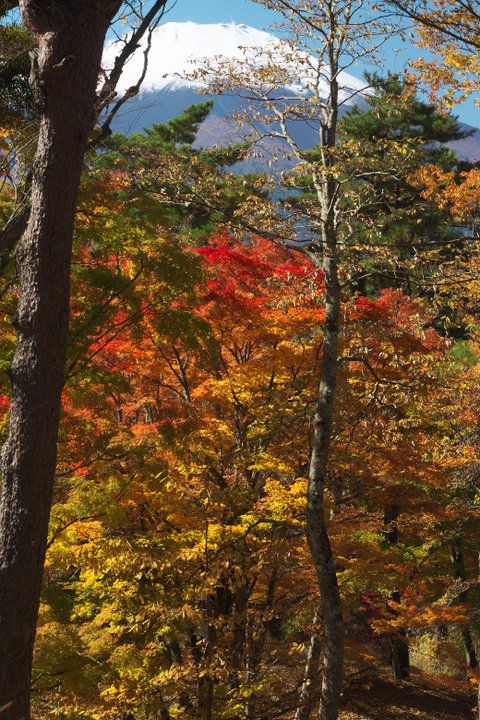 山中湖夕焼けの渚附近の紅葉と富士山