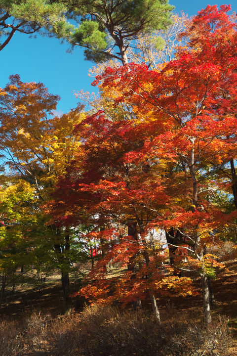 山中湖夕焼けの渚附近の紅葉