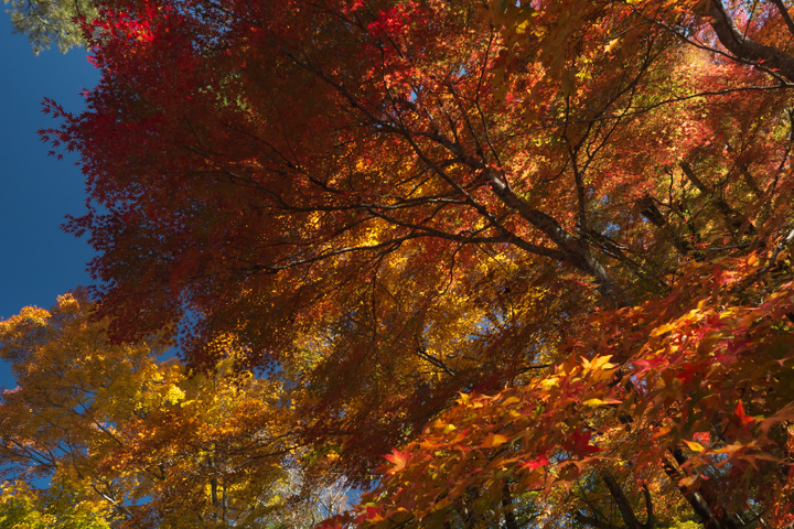 山中湖夕焼けの渚附近の紅葉3