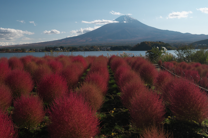  河口湖 大石公園 コキアと富士山