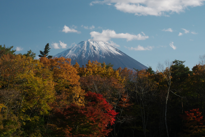 西湖 野鳥 の森公園の紅葉と富士山