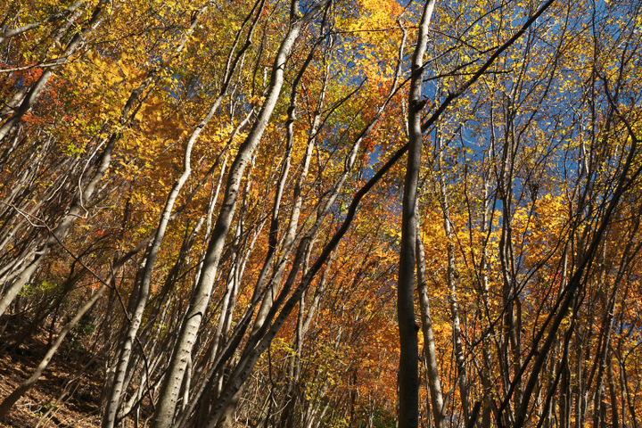 精進峠　登山道　紅葉