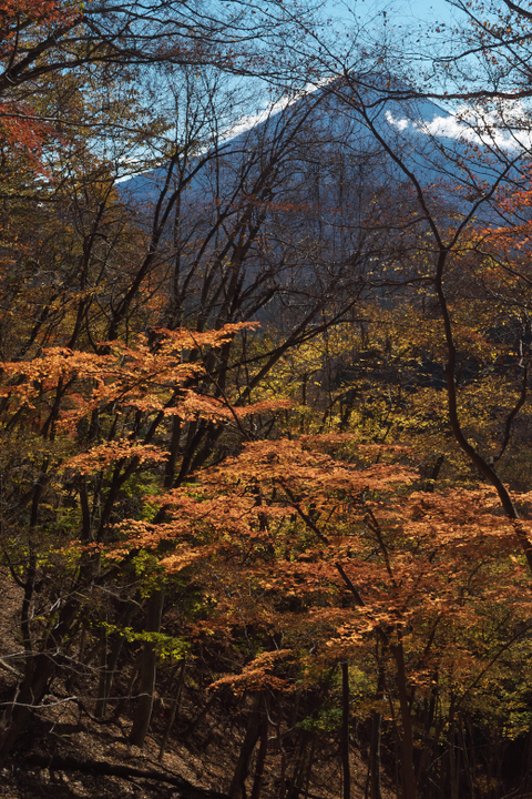 精進峠　登山道　富士山