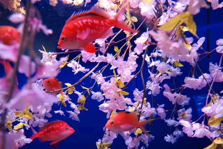 下田海中水族館