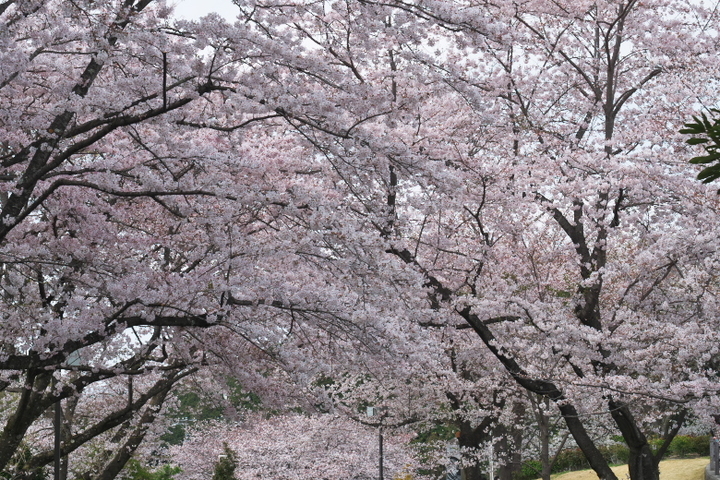 岩本山公園