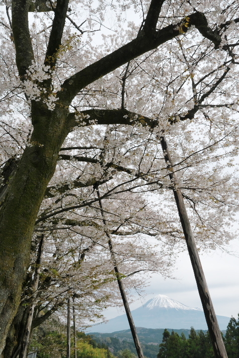 妙松寺