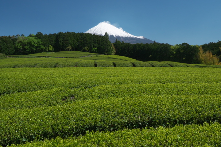 富士宮 杉田の茶畑