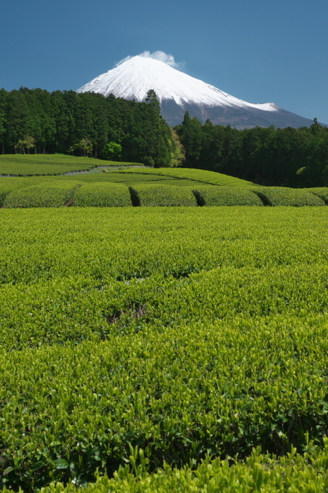 富士宮 杉田の茶畑2