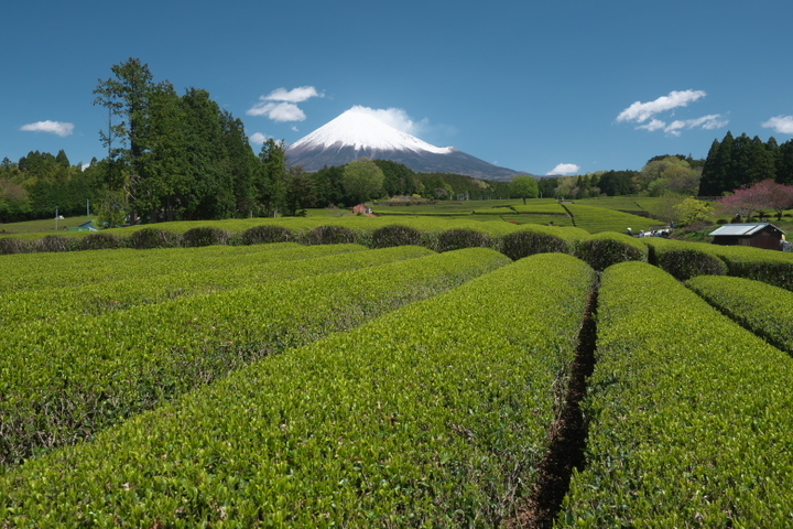 大淵笹場　富士山と茶畑