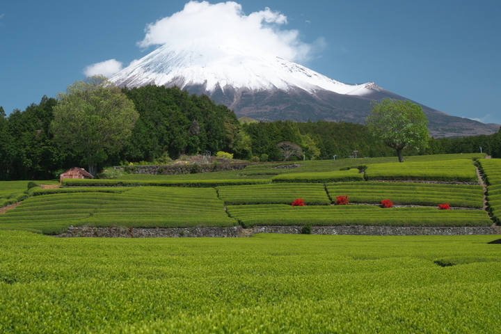 笹場　富士山と茶畑