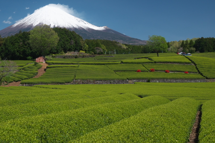 笹場　富士山と茶畑