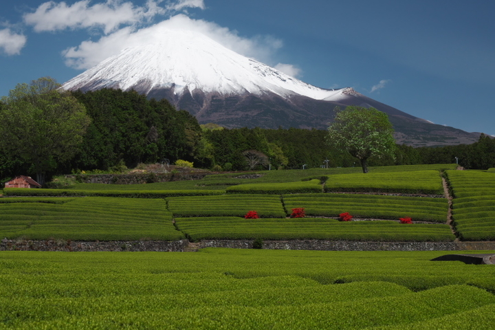   笹場　富士山と茶畑