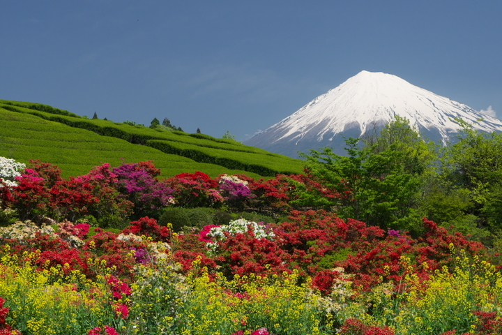 ツツジと富士山