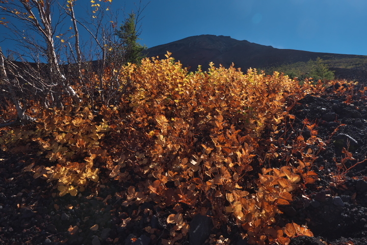 富士山　草紅葉