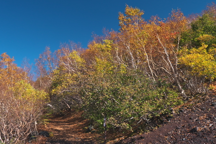 富士山 御中道復路 ダケカンバ2