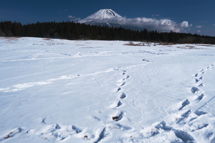 朝霧高原 雪と富士山2