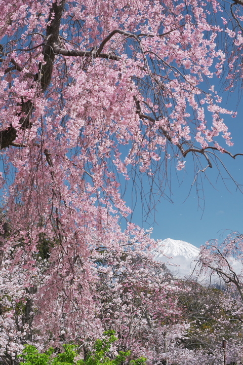 浅間大社 富士山と桜3