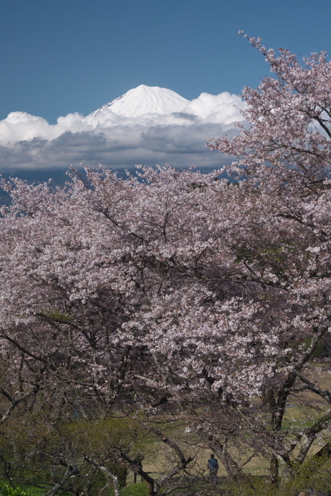 岩本山公園　富士山と桜