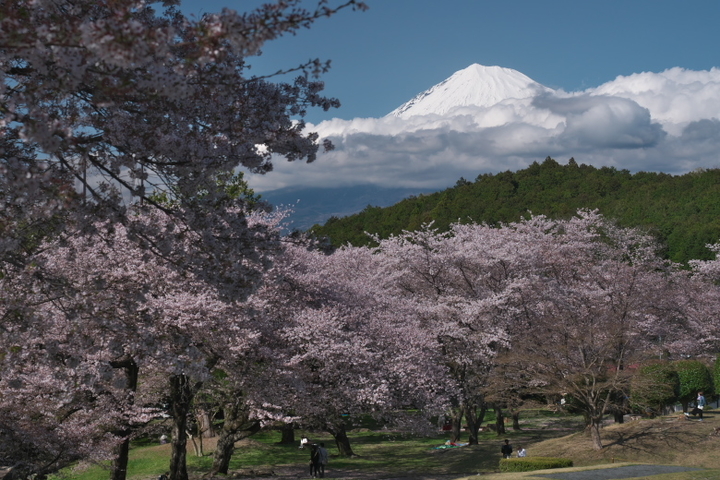 岩本山公園　富士山と桜2