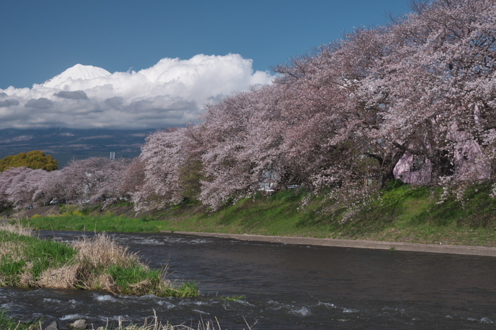 龍岩淵　富士山と桜